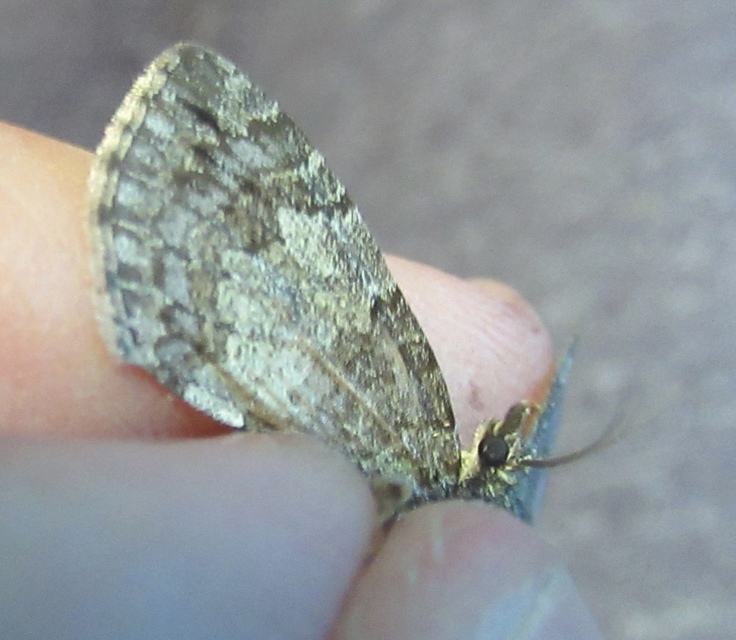 Hydriomena impluviata - égerfa-araszoló