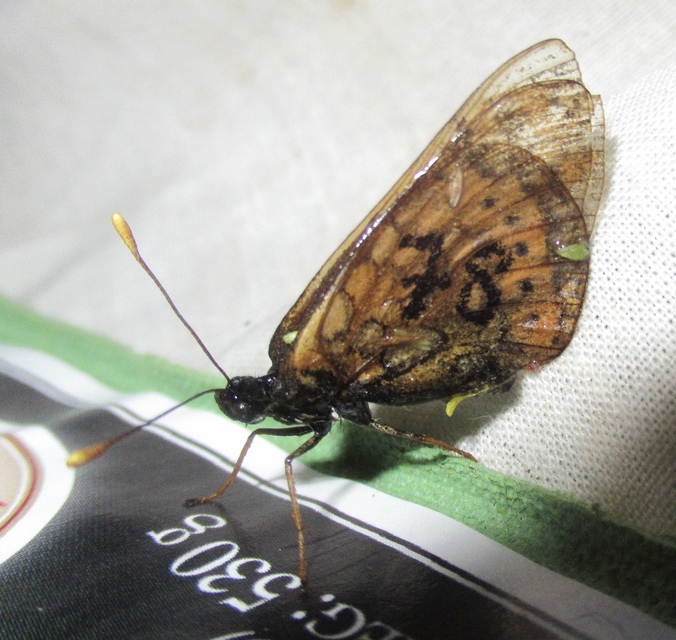 Euphydryas aurinia - lápi tarkalepke
