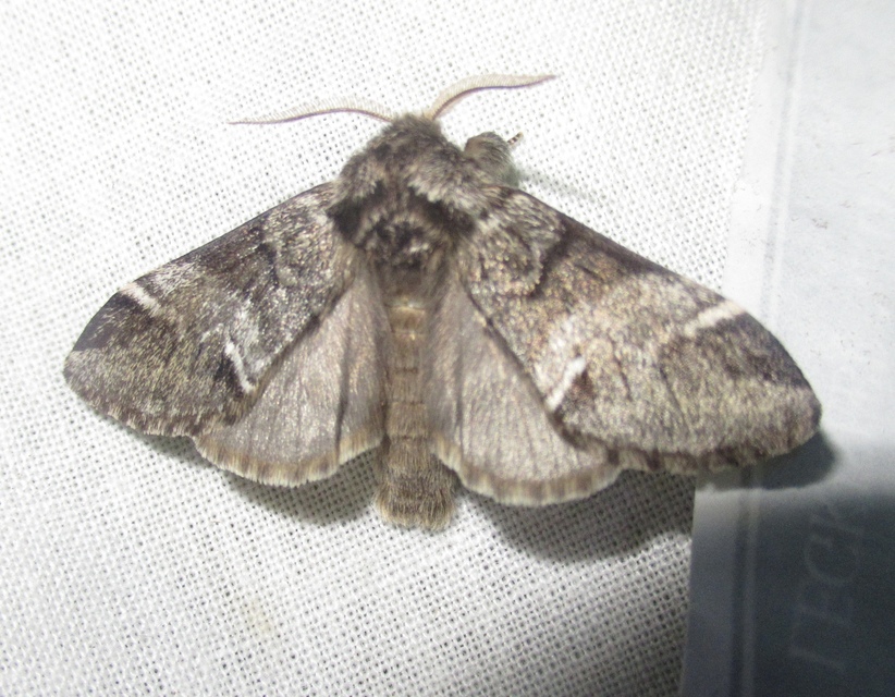Drymonia dodonea - bélyeges púposszövő