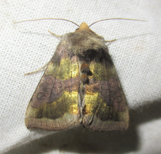 Diachrysia chrysitis - aranybagoly