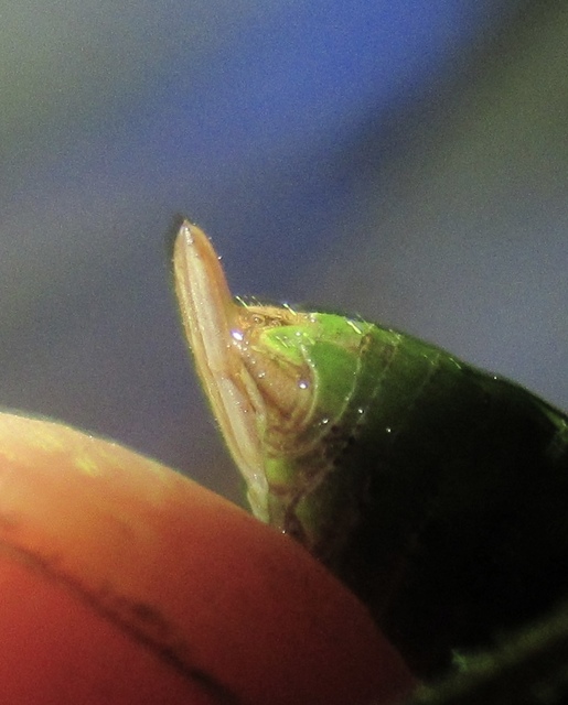 Decticus verrucivorus - szemölcsevő szöcske