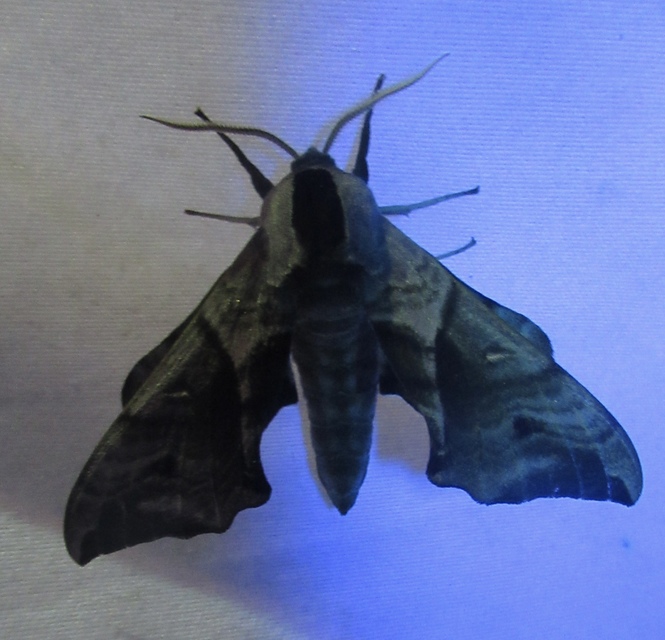 Smerinthus ocellatus - esti pávaszem