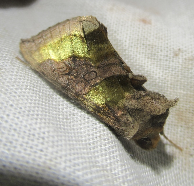 Diachrysia chrysitis - aranybagoly
