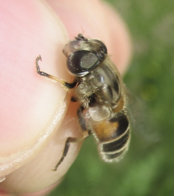 Eristalis arbustorum - fehérarcú herelégy