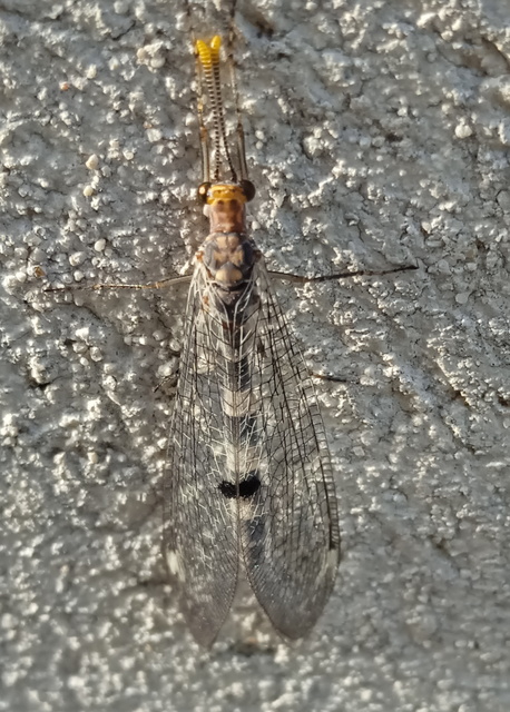 Megistopus flavicornis - kétfoltos hangyaleső Megistopus flavicornis - kétfoltos hangyaleső