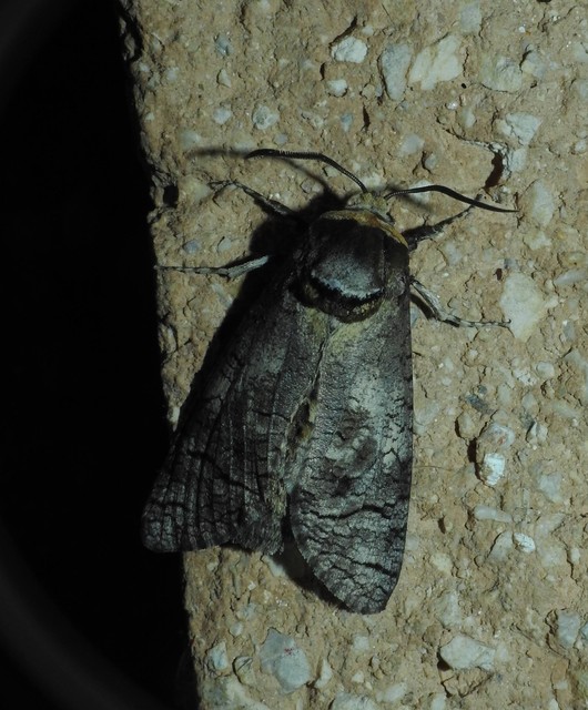 Cossus cossus - fűzfarontólepke