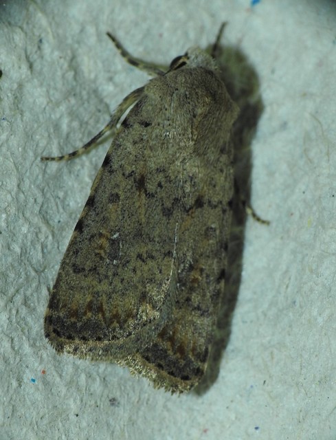 Paradrina clavipalpis - közönséges selymesbagoly