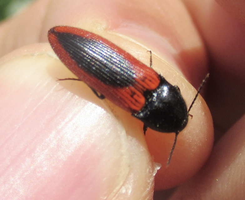 Ampedus sanguinolentus - középfoltos pattanó