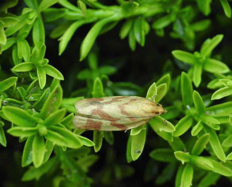 Clepsis pallidana - aranysárga sodrómoly