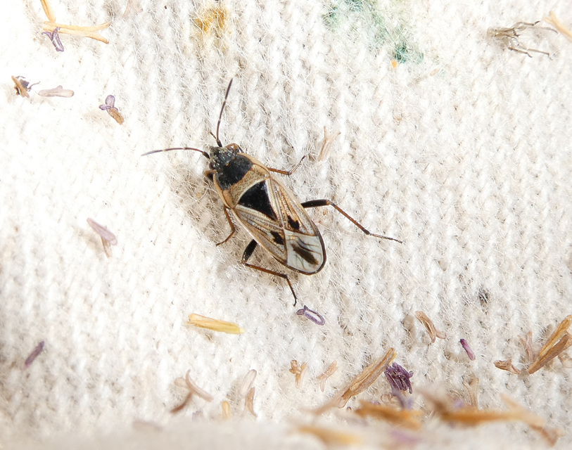 Xanthochilus quadratus - szegélyes díszesbodobács
