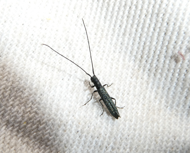 Theophilea subcylindricollis - hengeres szalmacincér Theophilea subcylindricollis - hengeres szalmacincér