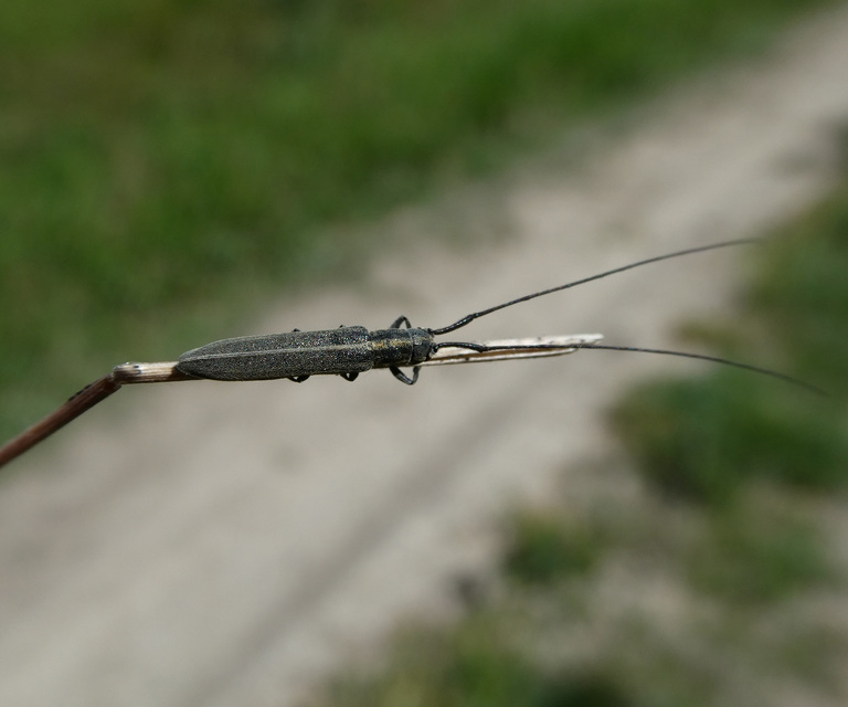 Calamobius filum - hosszúcsápú szalmacincér