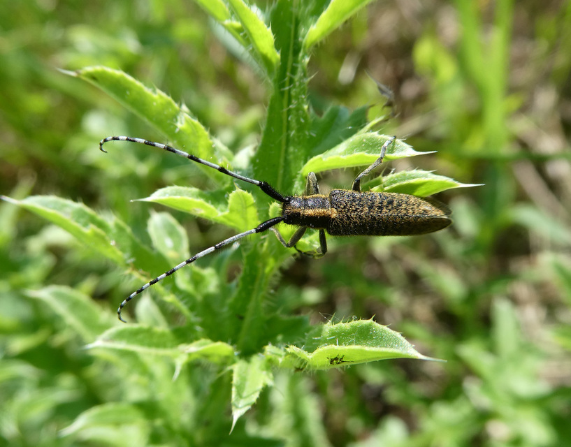 Agapanthia villosoviridescens - fehérgyűrűs bogáncscincér