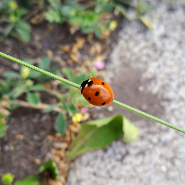 Coccinella septempunctata - hétpettyes katica