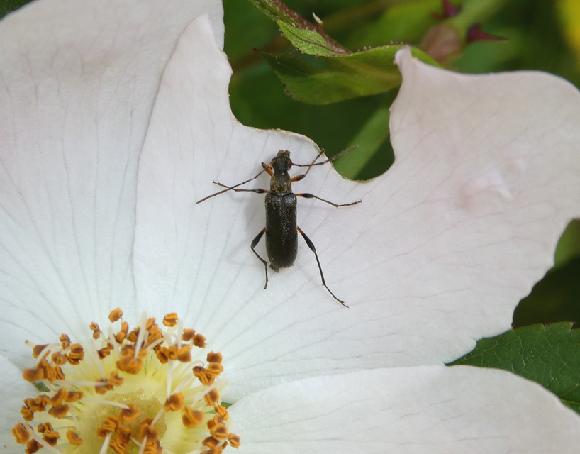 Grammoptera ruficornis - gyűrűscsápú galagonyacincér Grammoptera ruficornis - gyűrűscsápú galagonyacincér