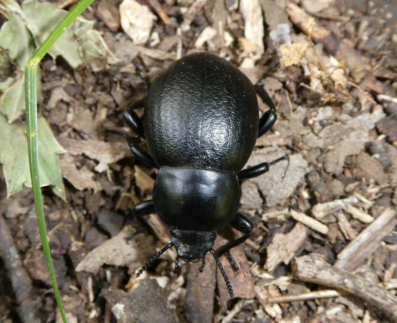 Gnaptor spinimanus - pohos gyászbogár