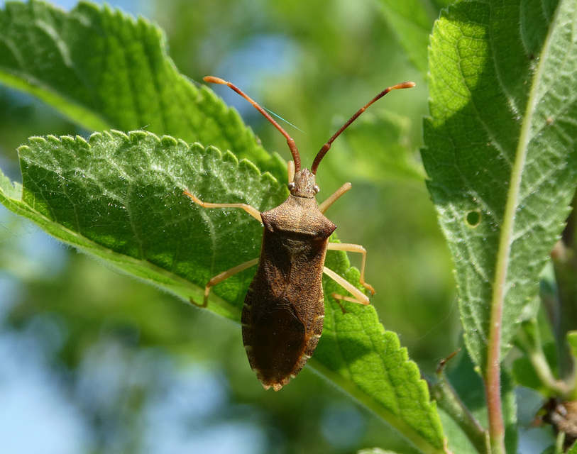 Gonocerus acuteangulatus - aranypetés karimáspoloska