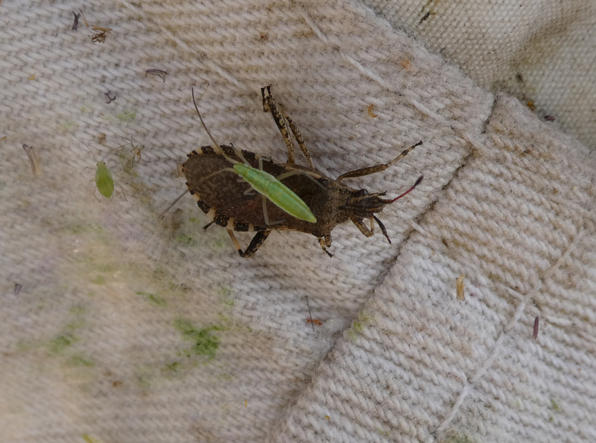 Ceraleptus gracilicornis - tüskéslábú karimáspoloska