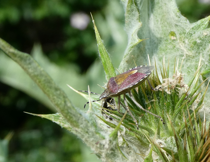 Dolycoris baccarum - közönséges bogyómászó-poloska Dolycoris baccarum - közönséges bogyómászó-poloska