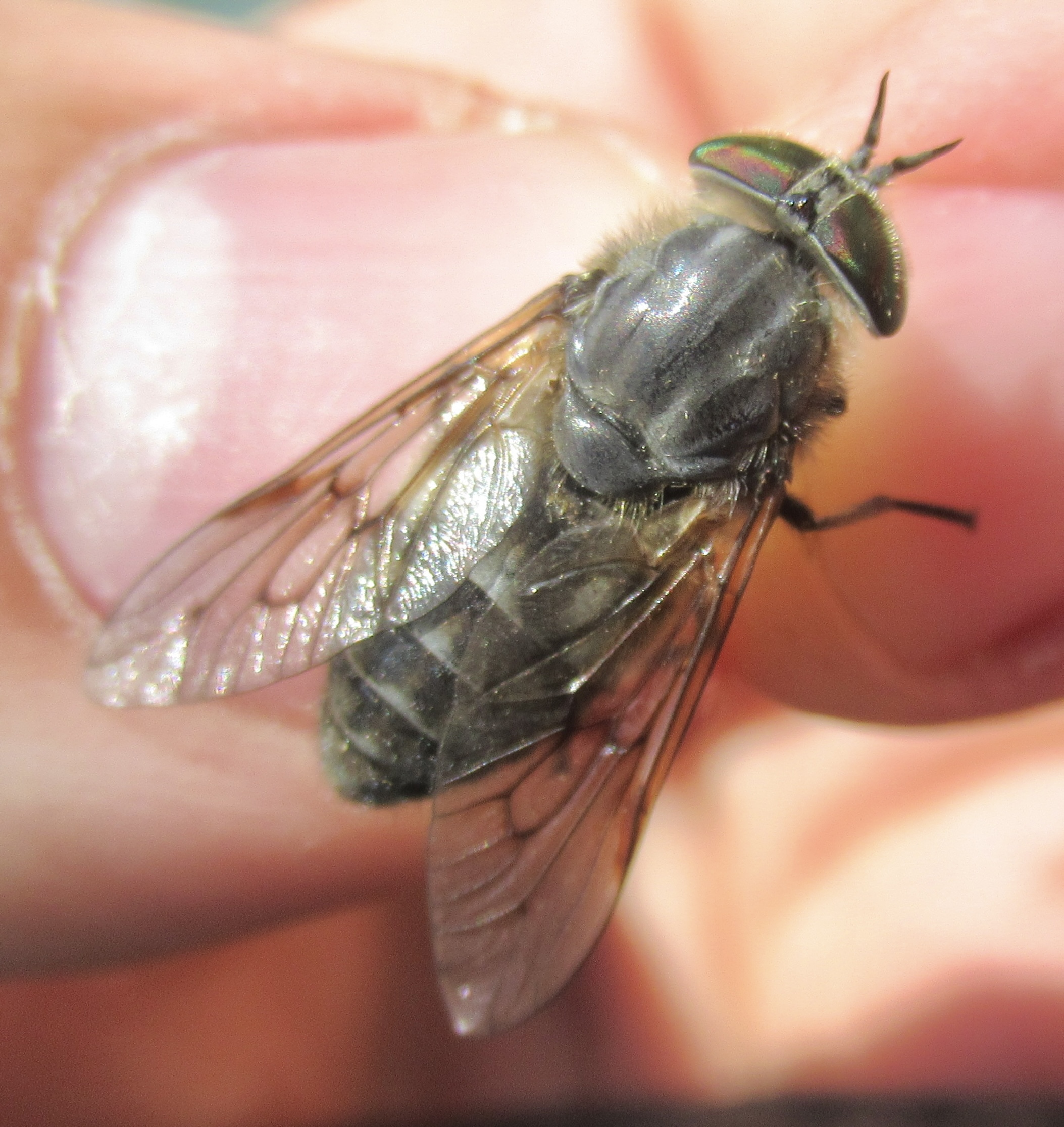 Hybomitra pilosa