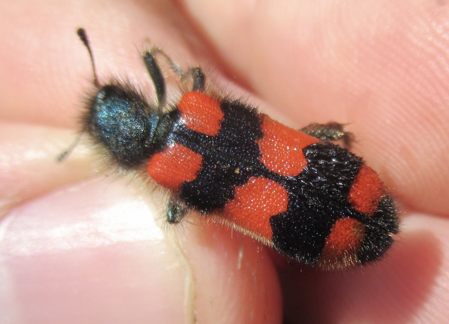 Trichodes favarius - hatfoltos méhészbogár