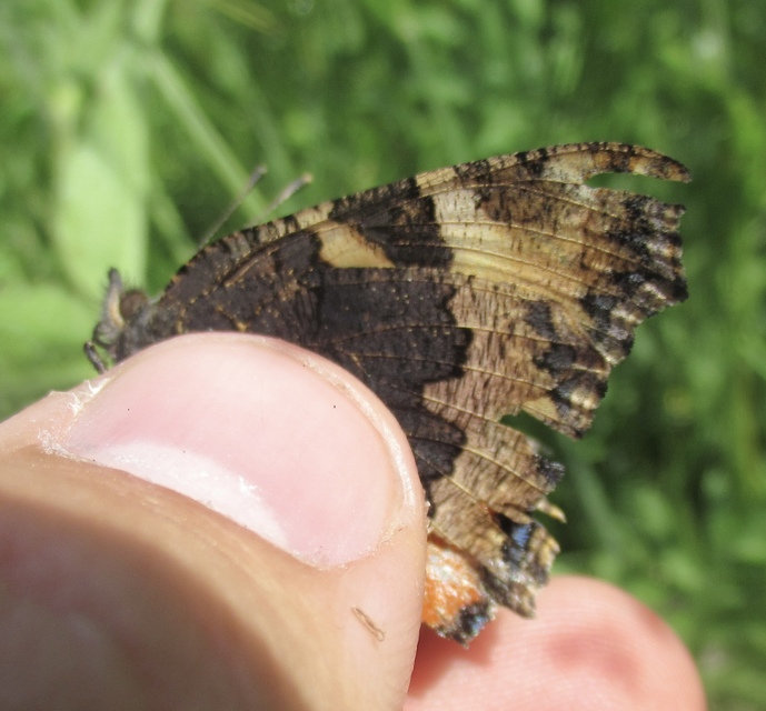 Nymphalis urticae - kis rókalepke