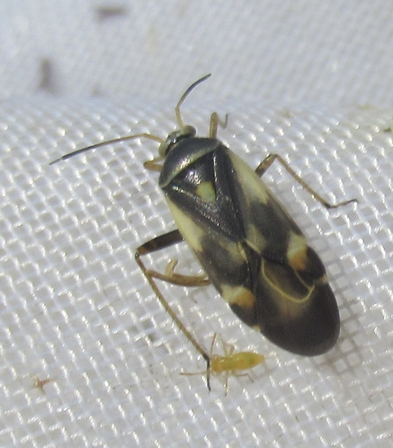 Polymerus Polymerus