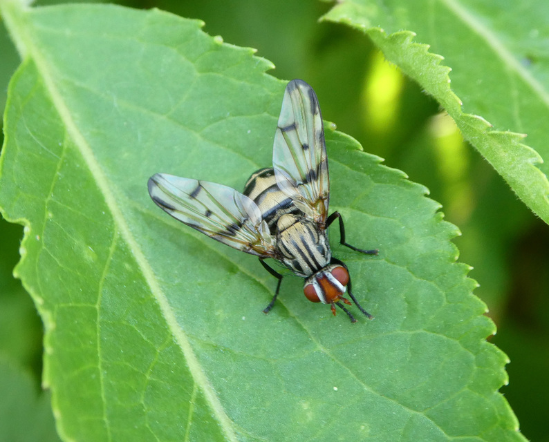 Otites formosa