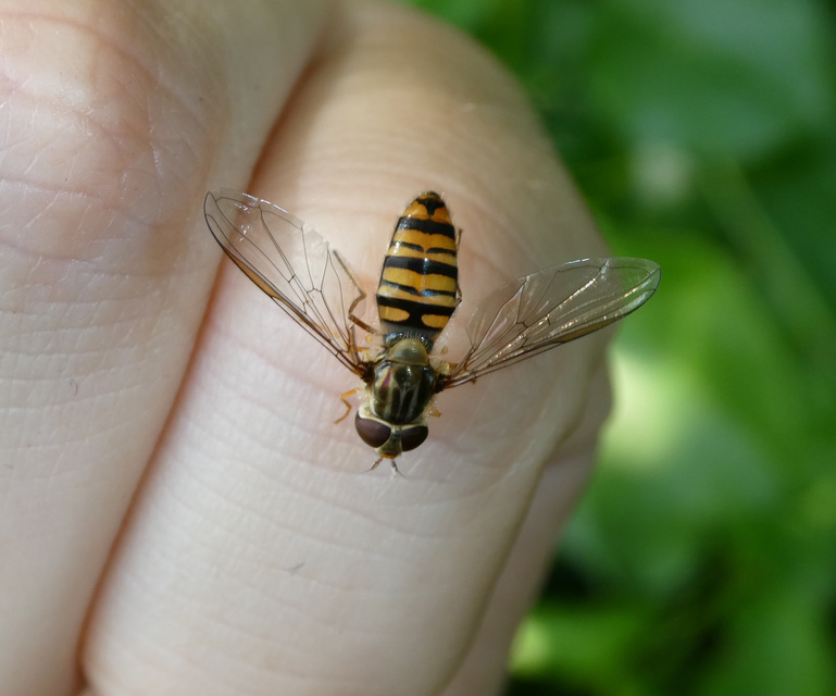 Episyrphus balteatus - ékfoltos zengőlégy Episyrphus balteatus - ékfoltos zengőlégy