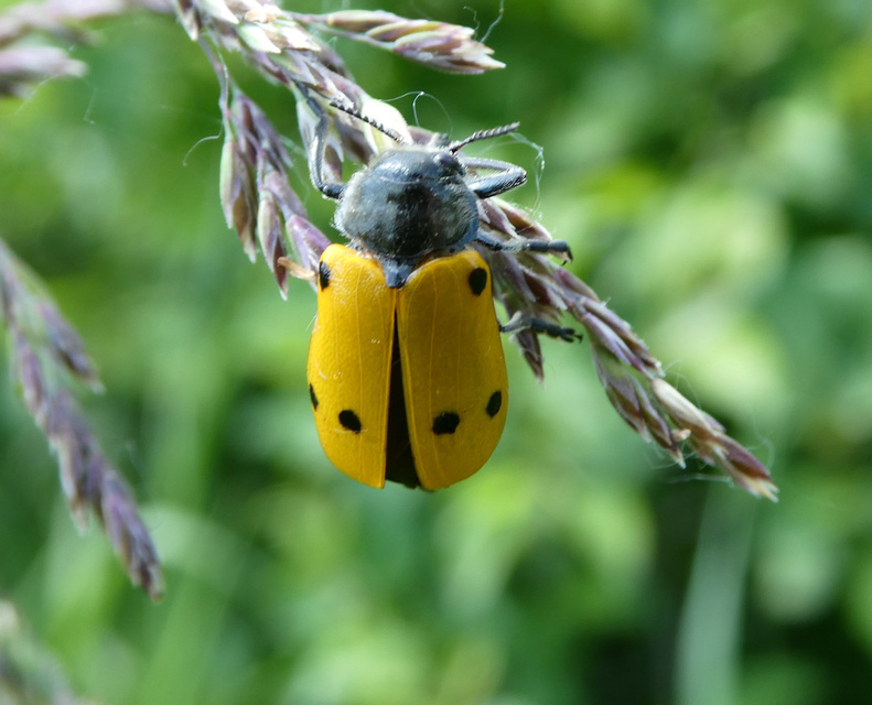 Lachnaia sexpunctata - szőrösnyakú zsákhordóbogár