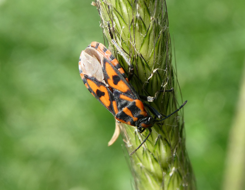 Spilostethus saxatilis - virágbodobács