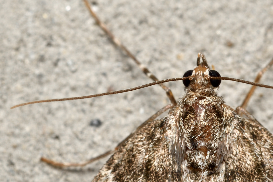 Thera variata - változékony fenyőaraszoló