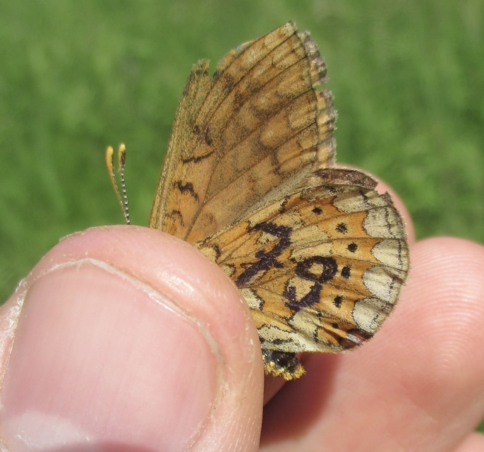 Euphydryas aurinia - lápi tarkalepke