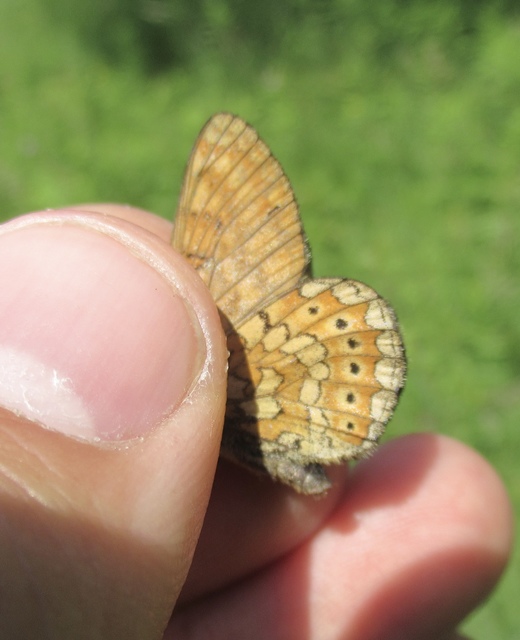 Euphydryas aurinia - lápi tarkalepke