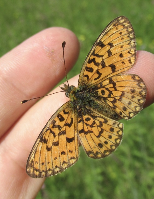 Boloria selene - fakó gyöngyházlepke