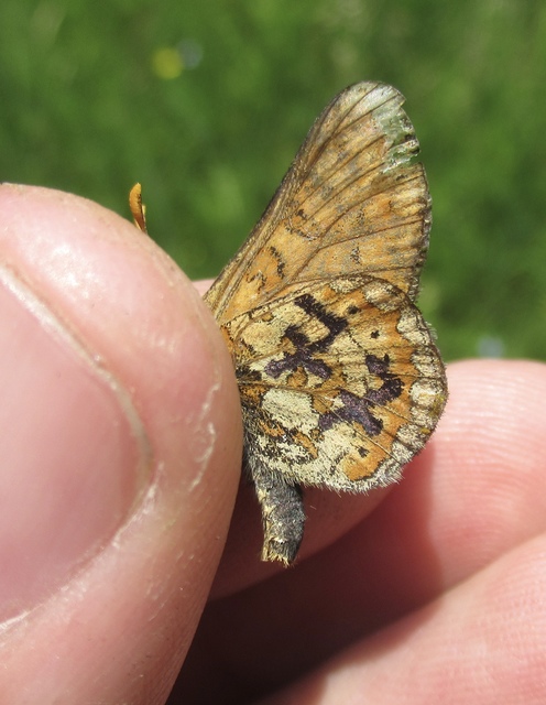 Euphydryas aurinia - lápi tarkalepke