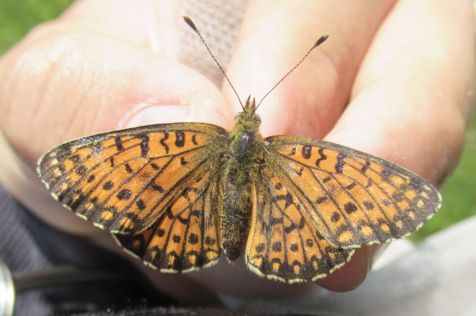 Boloria selene - fakó gyöngyházlepke
