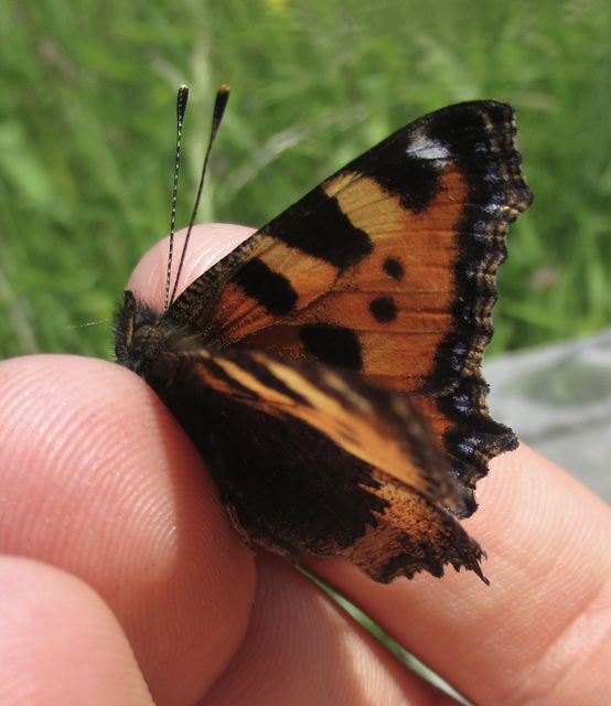 Nymphalis urticae - kis rókalepke
