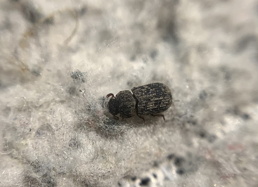 Eledona agricola