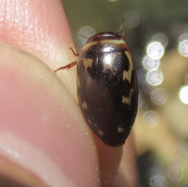 Platambus maculatus - tarka csíkbogár