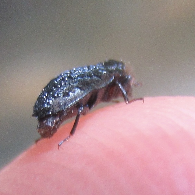 Dryopidae - fülescsápúbogár-félék