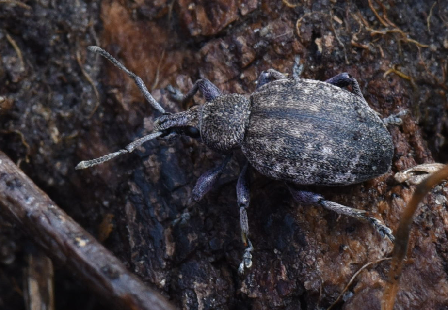 Otiorhynchus ligustici - vincellér-gyalogormányos