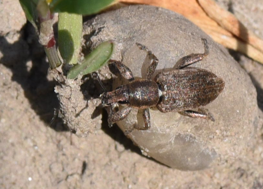 Tanymecus palliatus - közönséges hegyesfarúbarkó