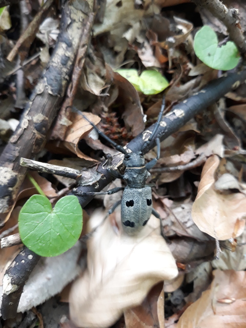 Morimus asper funereus - gyászcincér