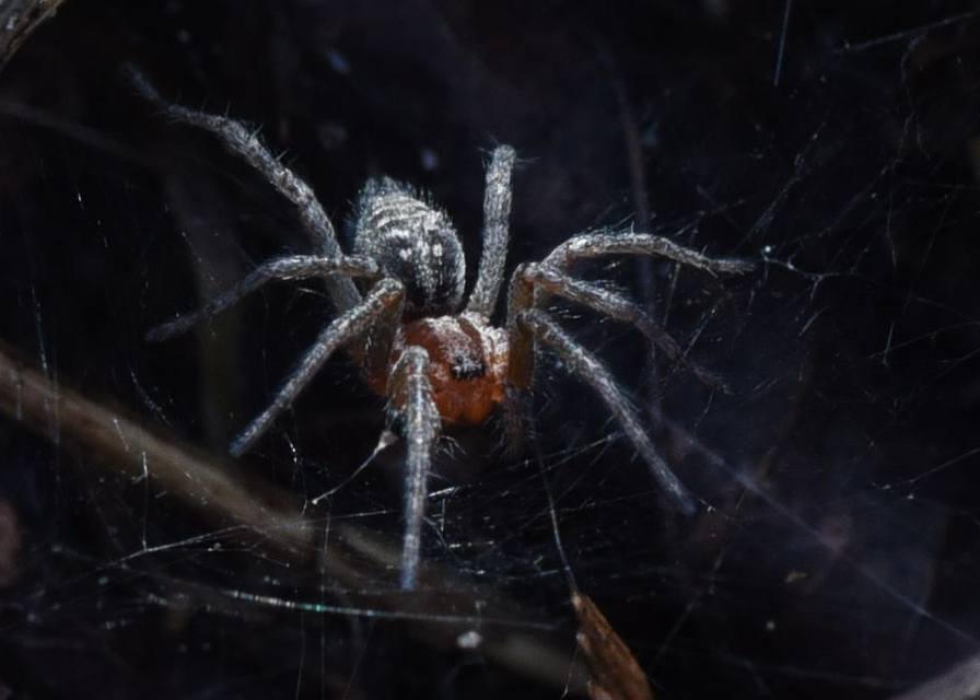 Agelena labyrinthica - illó tölcsérpók