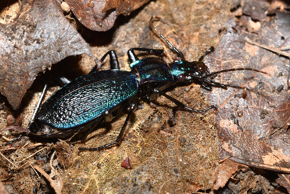 Carabus intricatus - kék laposfutrinka Carabus intricatus - kék laposfutrinka