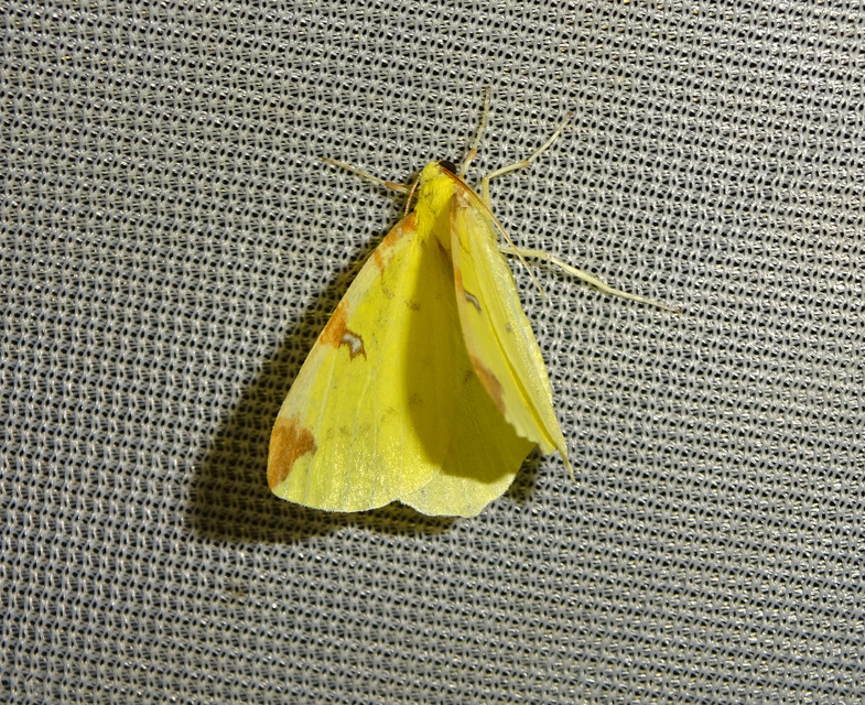 Opisthograptis luteolata - citromsárga araszoló
