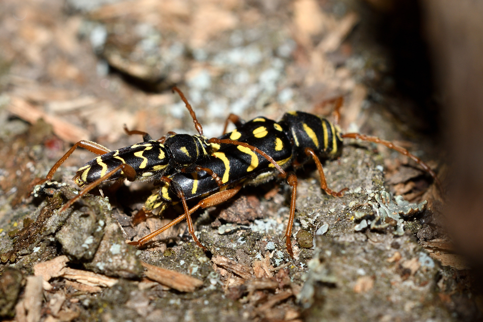 Plagionotus arcuatus - bársonyos darázscincér