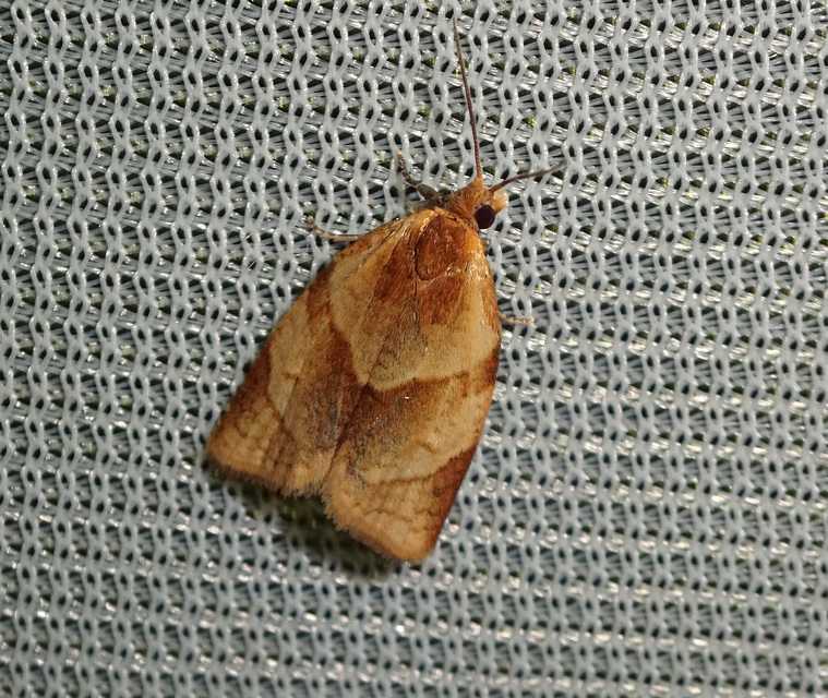 Clepsis rurinana - fakó sodrómoly