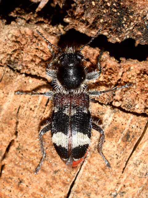 Clerus mutillarius - feketenyakú szúfarkas